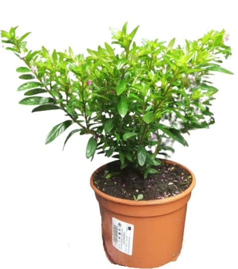 Japonská myrta Ø květináče 12 cm