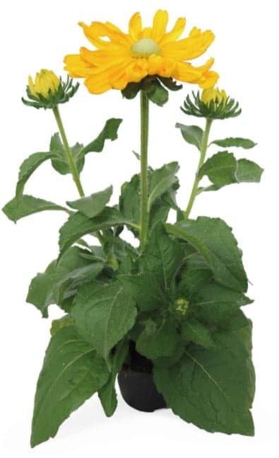 Rudbékie Ø květináče 17 cm