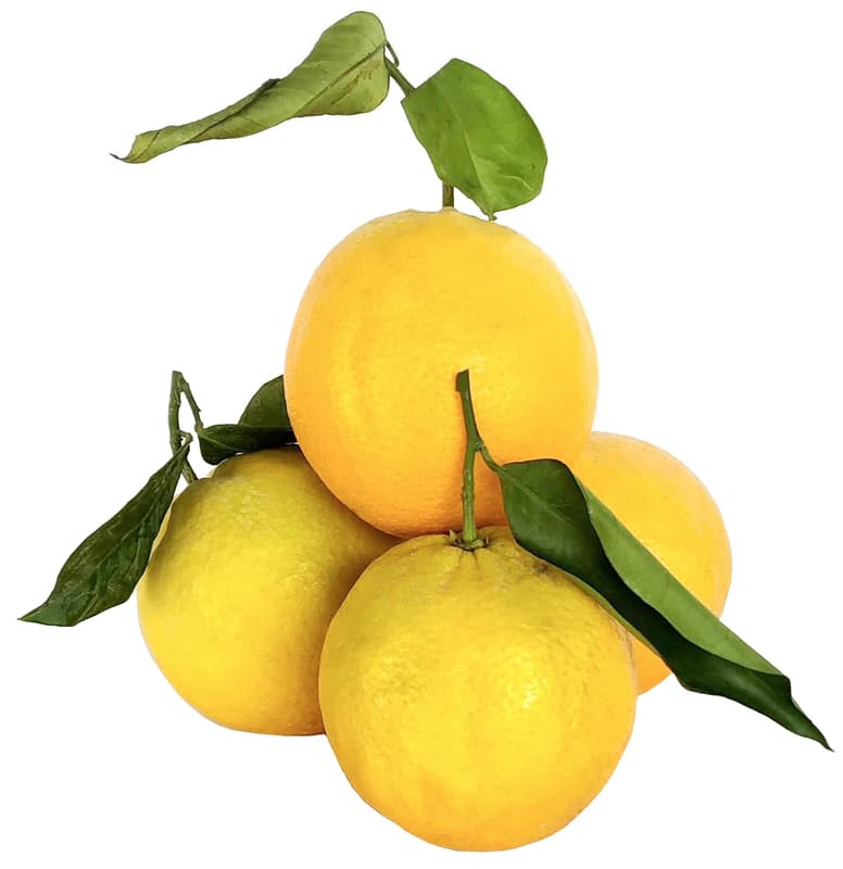 Sicilian oranges with leaves, loose