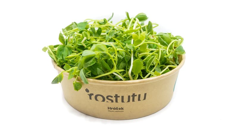 Microgreens hrášek, vanička