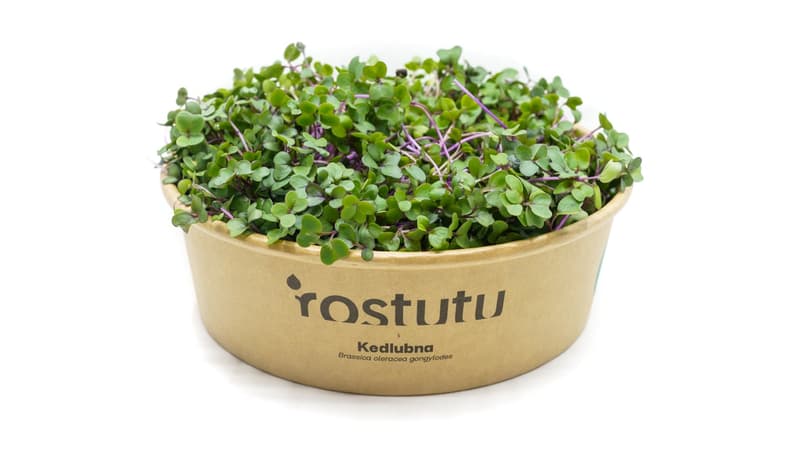 Microgreens kohlrabi, tray