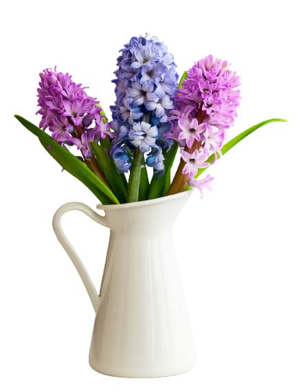 Hyacinty – 3 ks