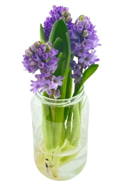 Hyacinty – 3 ks