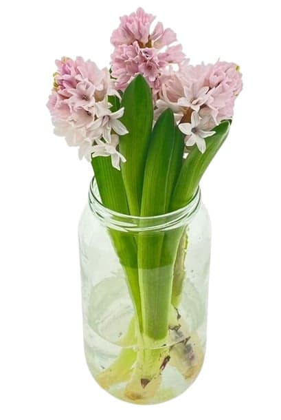 Hyacinty – 3 ks