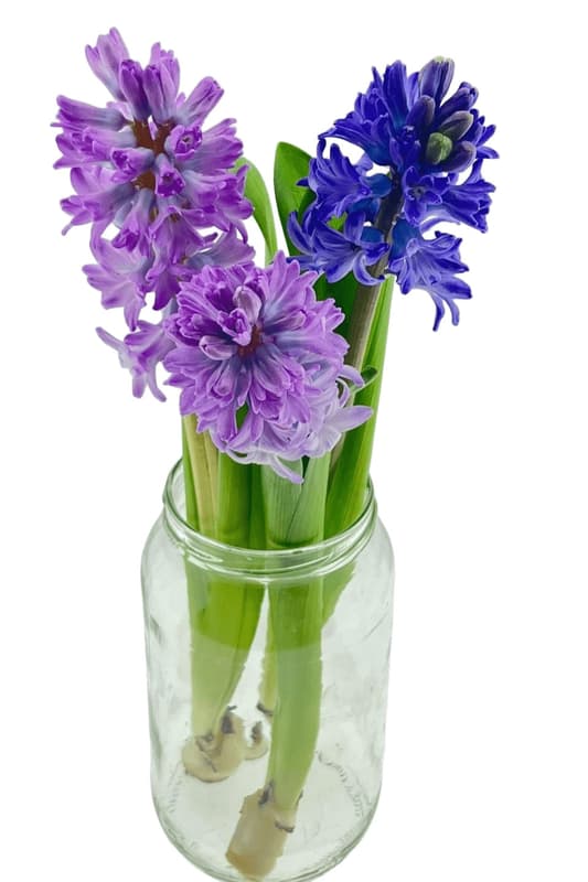 Hyacinty – 3 ks