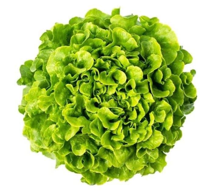 Green lettuce (farm Svačina)