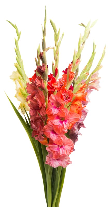 Mečíky (Gladioly) – délka 60 cm, 5 ks