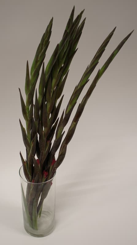Mečíky (Gladioly) – délka 60 cm, 5 ks