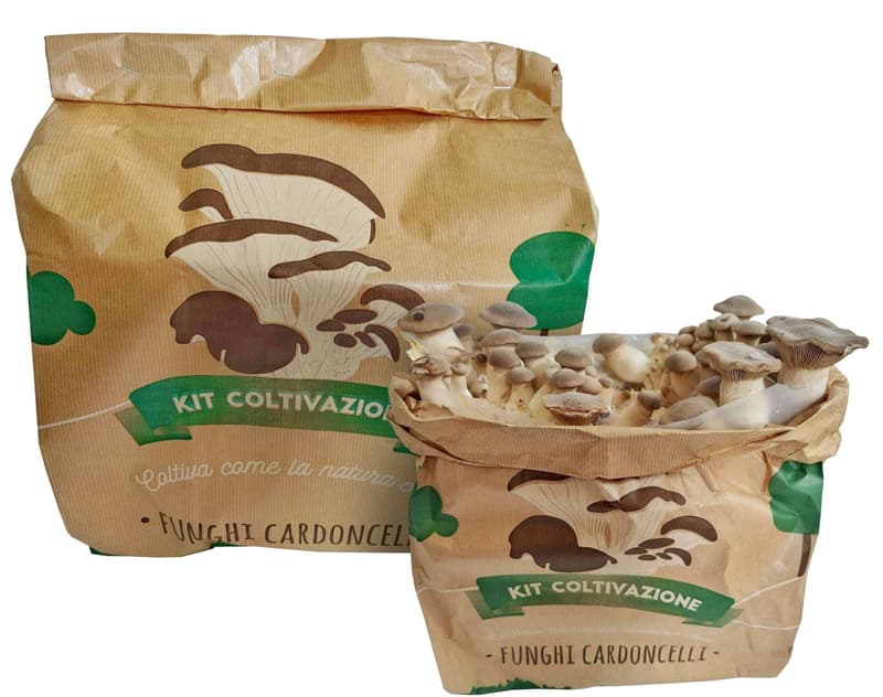 Cultivation substrate King oyster mushrooms (Ready to grow), 2 kg package