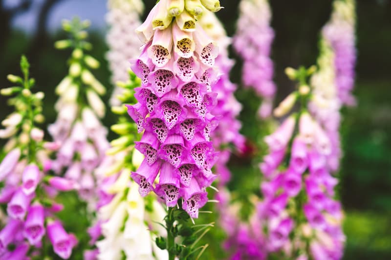 Prima kytky Foxglove "Gloxinia Flora"
