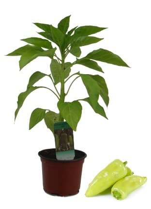 Sazenice - Paprika sladká bílá (odr. Amy), Ø květináče 9 cm
