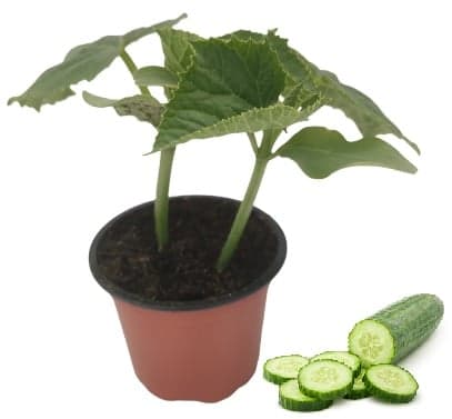 Seedlings - Salad cucumber (Obelix variety), pot diameter 9 cm