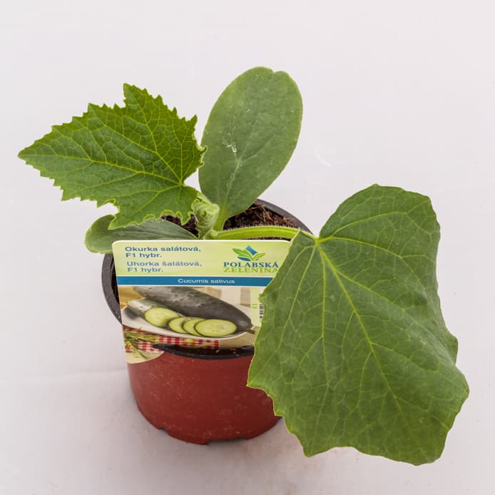 Seedlings - Salad cucumber (Obelix variety), pot diameter 9 cm