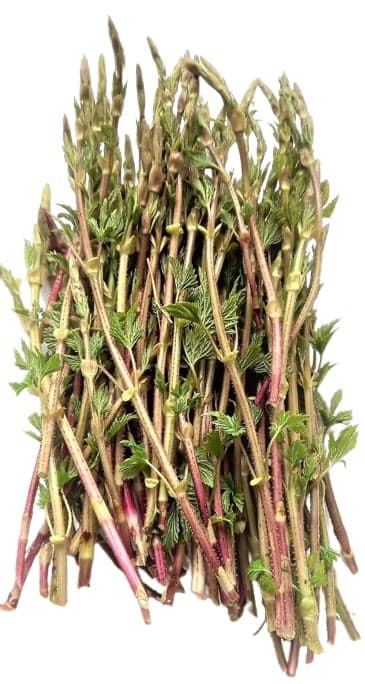 Rotating hops - "hop asparagus" (lat. Humulus lupulus), packaging