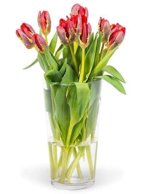 Premium tulips red