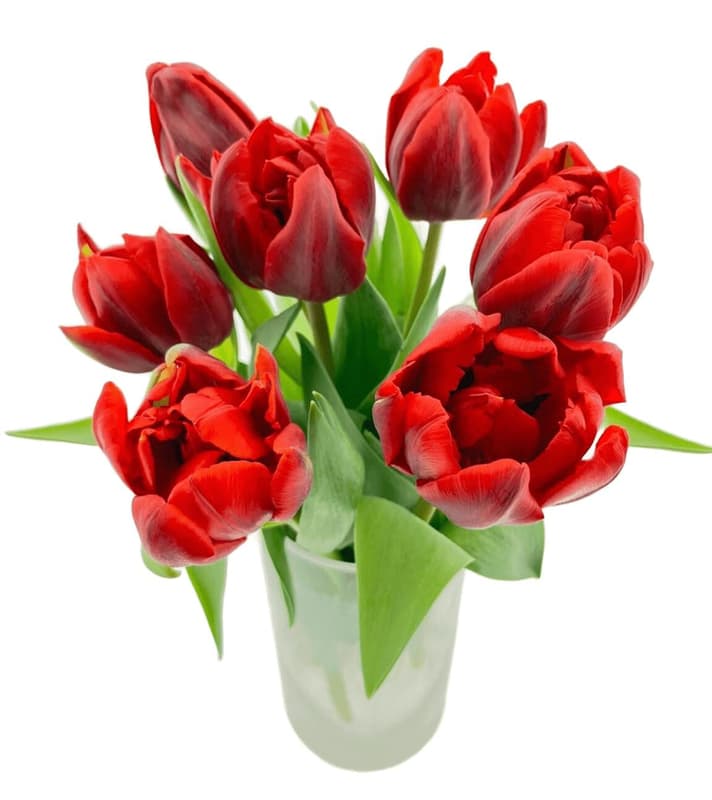 Premium tulips red