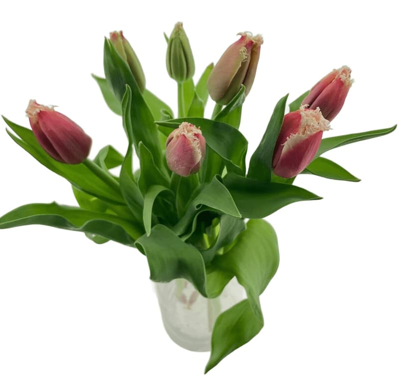 Premium tulips red