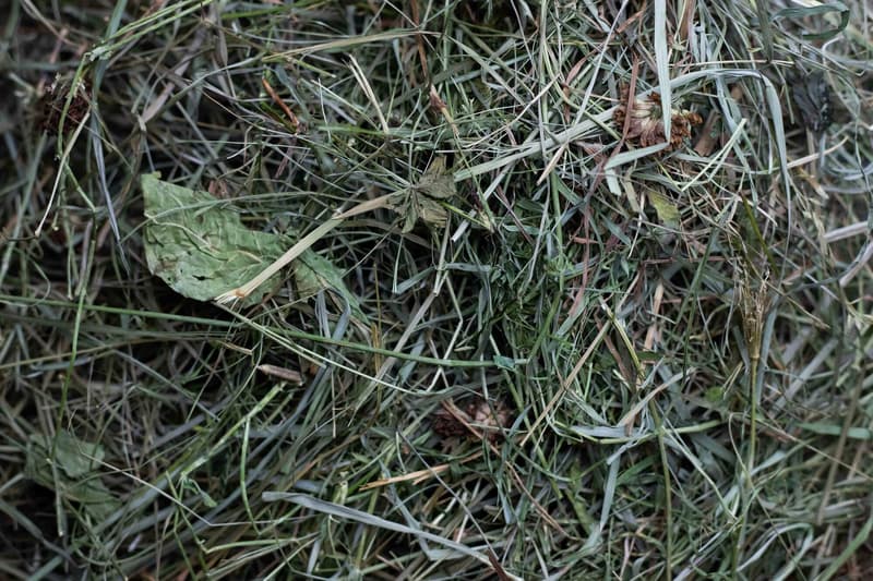 Dáme seno meadow hay