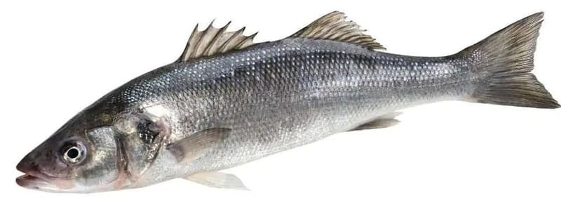 Wild sea bass freshly gutted