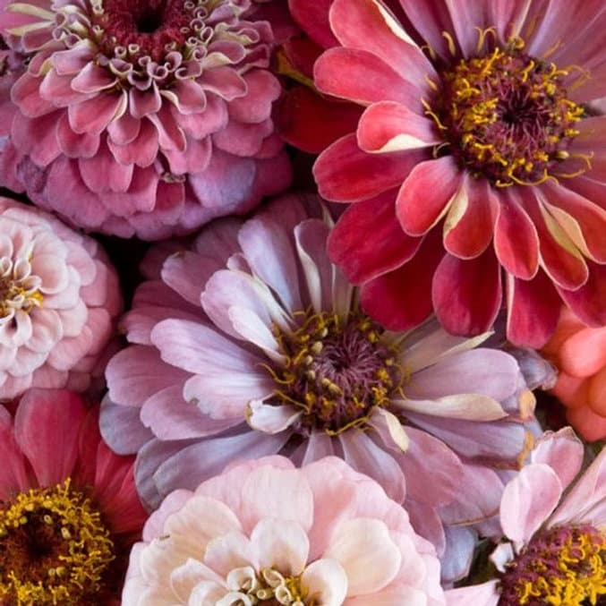 Zinnia "Queeny Mix"