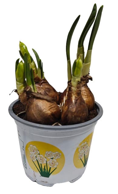 Narcis "Bridal Crown" Ø květináče 12 cm