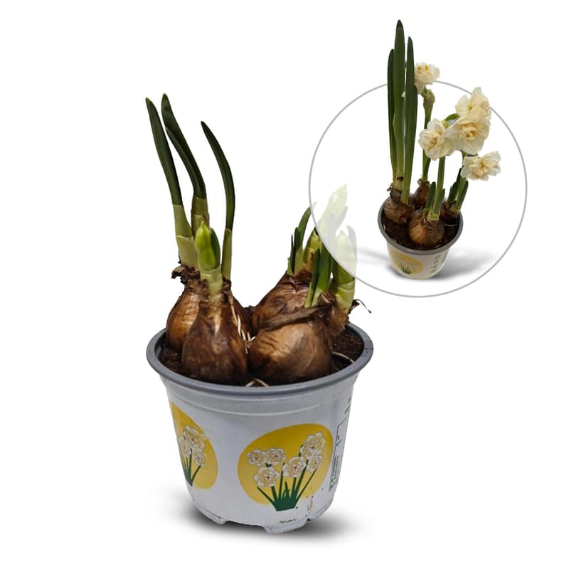 Narcis "Bridal Crown" Ø květináče 12 cm