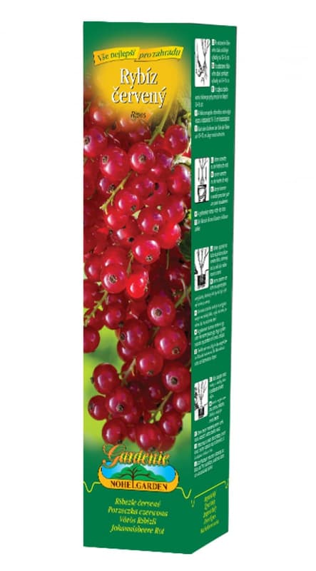 Red currant, 1 pc