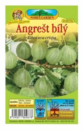 Angrešt bílý, 1 ks