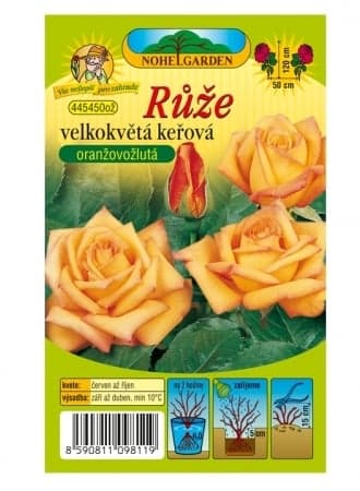 Růže velkokvětá keřová oranžovo-žlutá