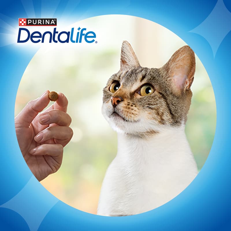 Dentalife Chicken for cats