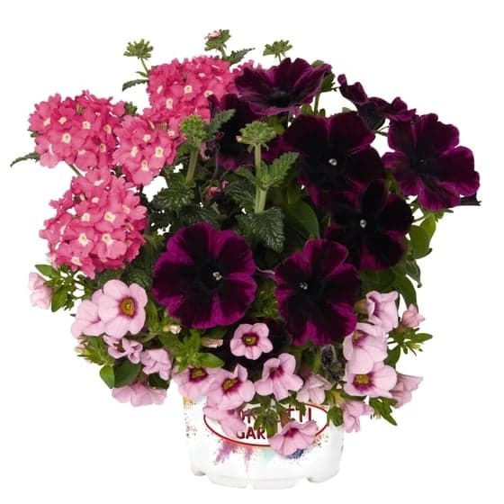 Confetti Garden trio Ø květináče 12 cm