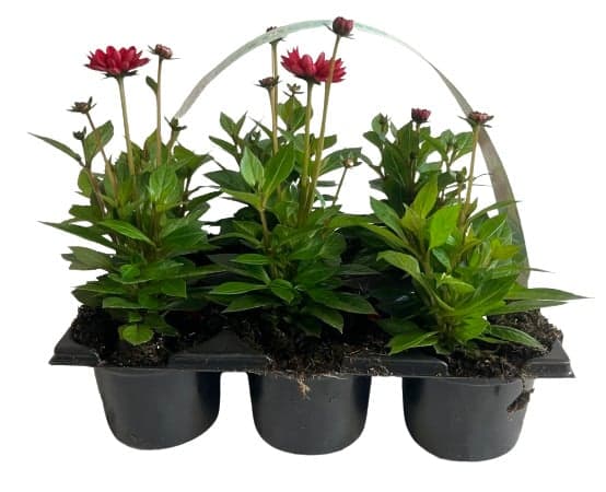Jiřina (Dahlia Pinnata, odr. Piccolo) 6×9 cm, balení