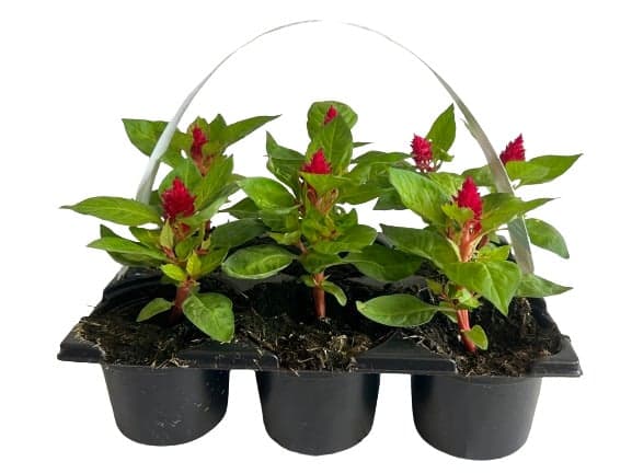 Celosia (Nevadlec hřebenitý) 6×9 cm, balení