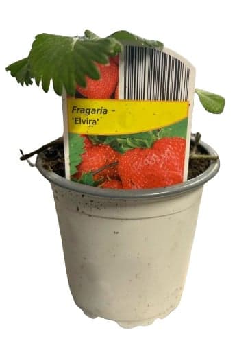 Jahodník převislý stáleplodící, Ø květináče 9 cm
