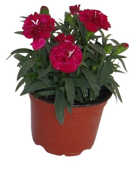 Hvozdík "Sunflor" Ø květináče 10 cm