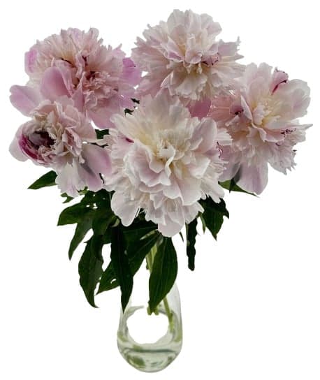 Double peonies, 5 pcs