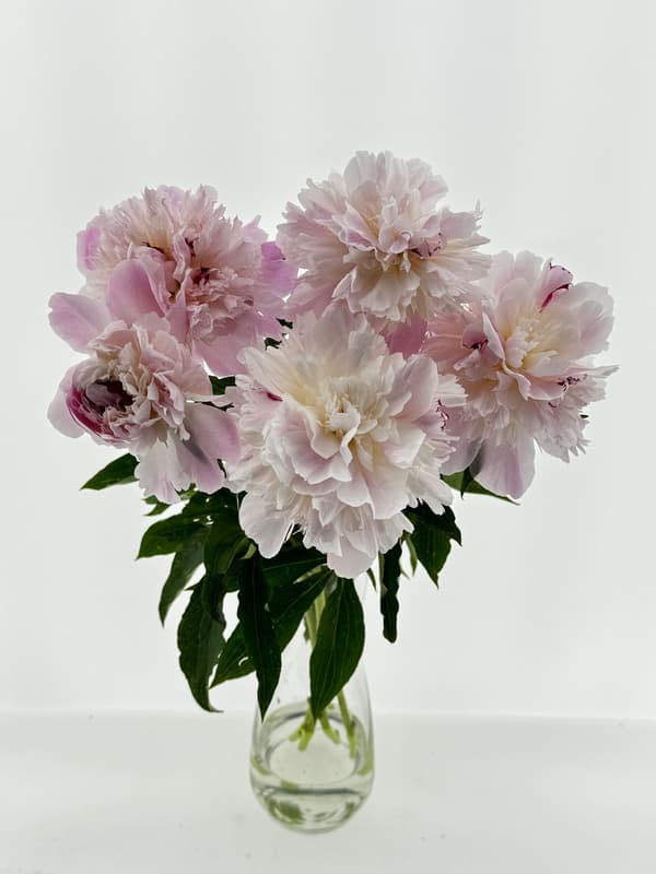 Double peonies, 5 pcs