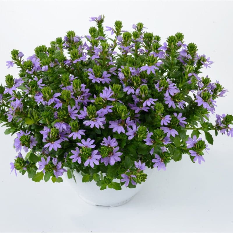 Vějířovka (Scaveola) Ø květináče 12 cm