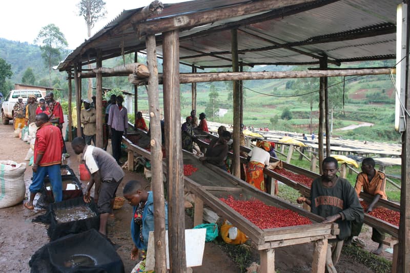 The Miners Coffee Brasil Monteiro Lobato coffee beans
