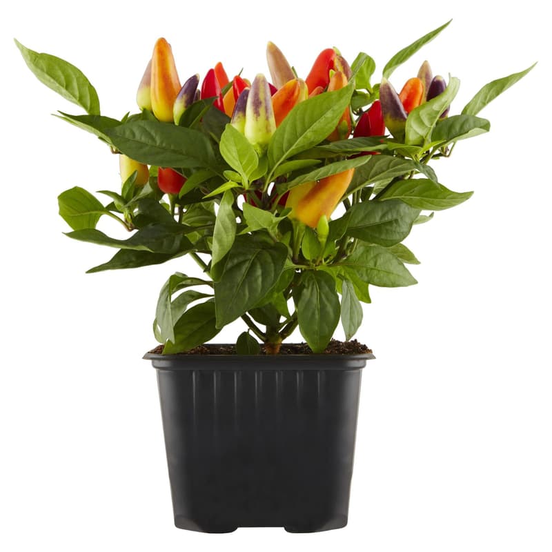 Chilli papričky (střední pálivost) Ø květináče 8 cm