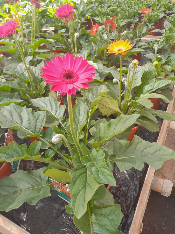 Gerbera Ø květináče 12 cm
