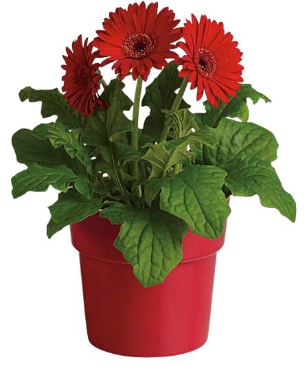Gerbera Ø květináče 12 cm