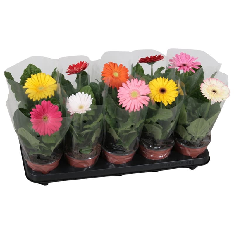 Gerbera Ø květináče 12 cm