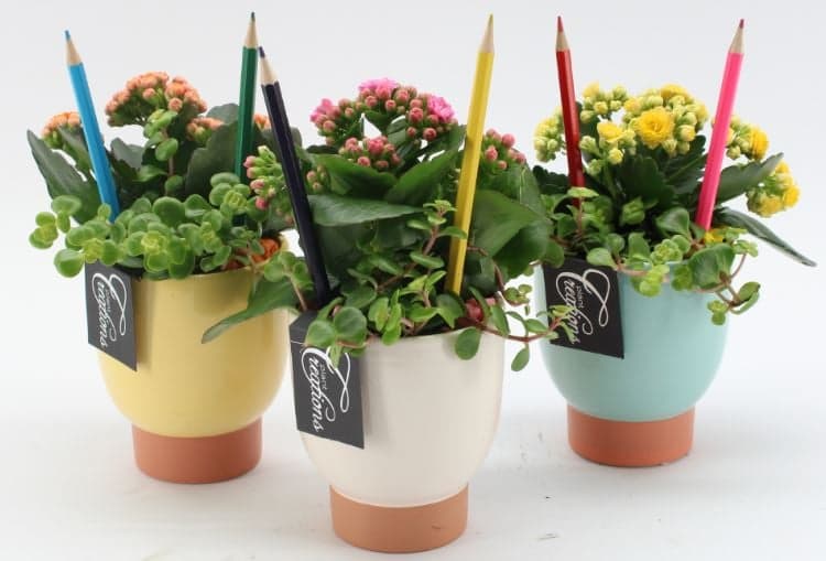 Dekorace kalanchoe s tužkou v květináči Ø 8 cm (pro paní učitelku)