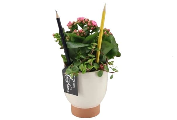 Dekorace kalanchoe s tužkou v květináči Ø 8 cm (pro paní učitelku)