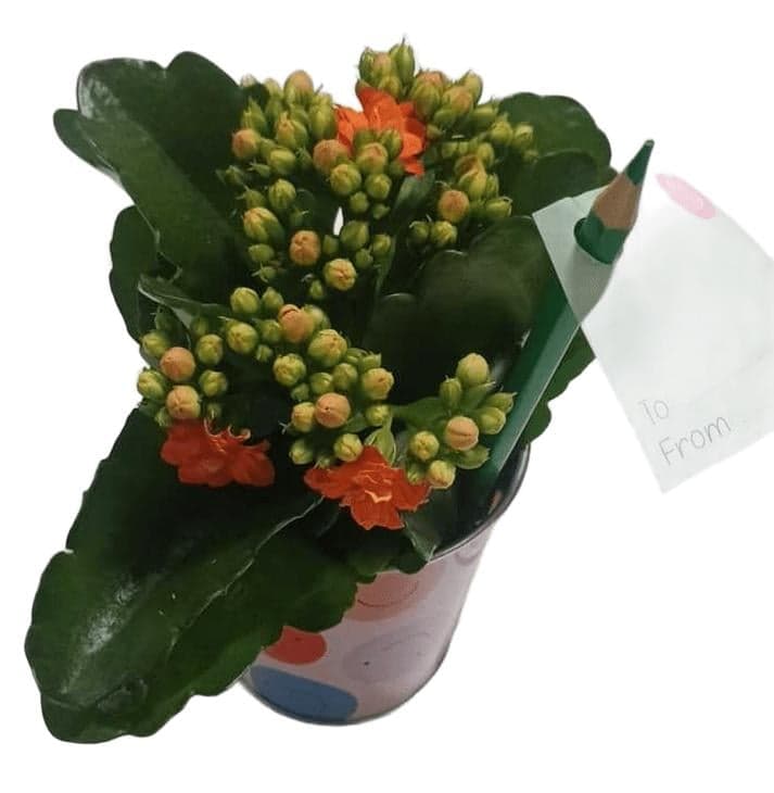 Dekorace kalanchoe s tužkou v květináči Ø 8 cm (pro paní učitelku)