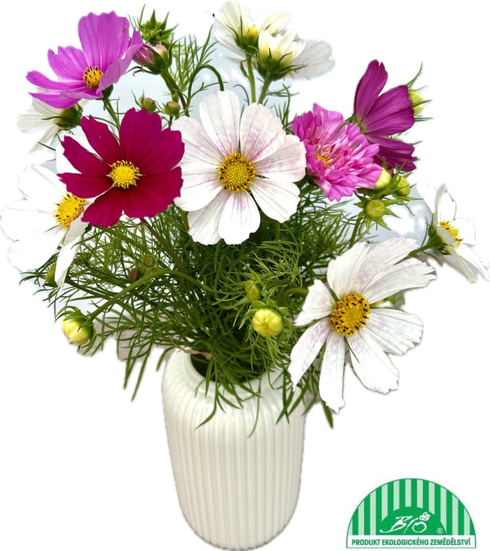 Vitenplant BIO kytice krásenek