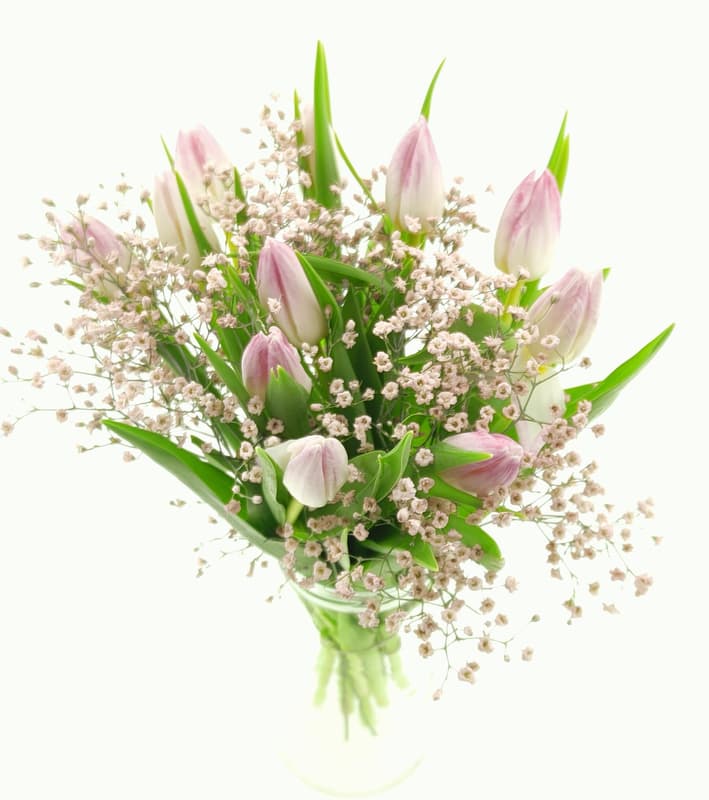 Pink tulips with gypsophila