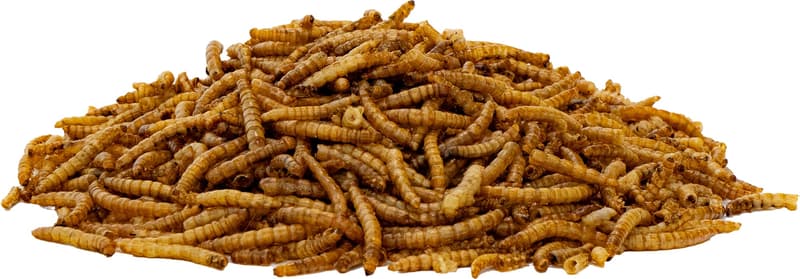 Underground Food Dried Mealworms Small Bag