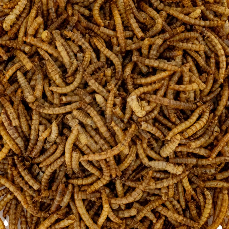 Underground Food Dried Mealworms Small Bag